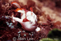 Clown Frogfish.Nikon F100,f27,1/125,YS-120,RVP100. by Allen Lee 